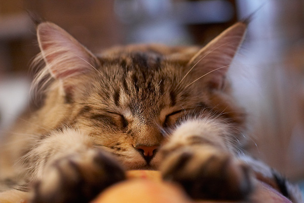 chat4